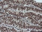 MAPK3 Antibody in Immunohistochemistry (Paraffin) (IHC (P))