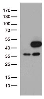 MAPK3 Antibody in Western Blot (WB)