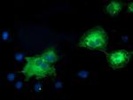 MAPK7 Antibody in Immunocytochemistry (ICC/IF)