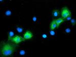 MAPK7 Antibody in Immunocytochemistry (ICC/IF)