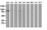 MAPK7 Antibody in Western Blot (WB)