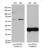 MAPK7 Antibody in Western Blot (WB)