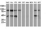 MAPK7 Antibody in Western Blot (WB)