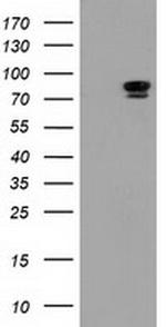 MAPK7 Antibody in Western Blot (WB)