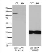 MAPK7 Antibody in Western Blot (WB)