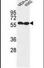 MARCO Antibody in Western Blot (WB)