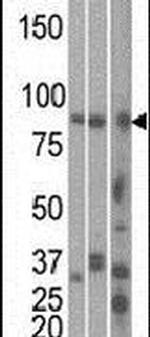 MARK1 Antibody in Western Blot (WB)