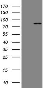 MARK3 Antibody in Western Blot (WB)