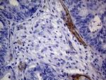 MCAM Antibody in Immunohistochemistry (Paraffin) (IHC (P))