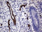 MCAM Antibody in Immunohistochemistry (Paraffin) (IHC (P))