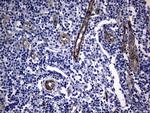 MCAM Antibody in Immunohistochemistry (Paraffin) (IHC (P))