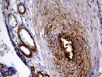 MCAM Antibody in Immunohistochemistry (Paraffin) (IHC (P))