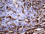 MCAM Antibody in Immunohistochemistry (Paraffin) (IHC (P))