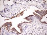 MCEE Antibody in Immunohistochemistry (Paraffin) (IHC (P))