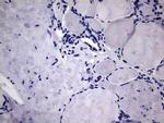 MCEE Antibody in Immunohistochemistry (Paraffin) (IHC (P))