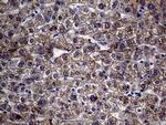 MCEE Antibody in Immunohistochemistry (Paraffin) (IHC (P))