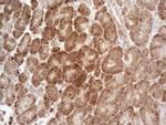 MCEE Antibody in Immunohistochemistry (Paraffin) (IHC (P))