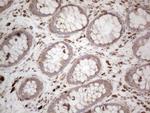 MCEE Antibody in Immunohistochemistry (Paraffin) (IHC (P))