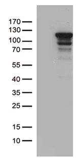 MCF2 Antibody in Western Blot (WB)