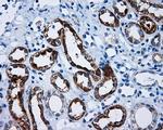 MCL1 Antibody in Immunohistochemistry (Paraffin) (IHC (P))