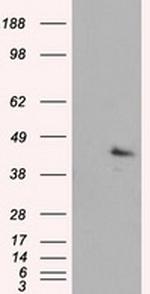 MCL1 Antibody in Western Blot (WB)