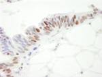 MCM3 Antibody in Immunohistochemistry (IHC)