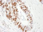 MCM6 Antibody in Immunohistochemistry (IHC)