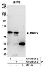 MCTP2 Antibody in Immunoprecipitation (IP)