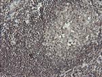 MCTS1 Antibody in Immunohistochemistry (Paraffin) (IHC (P))