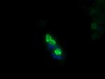 MDM4 Antibody in Immunocytochemistry (ICC/IF)