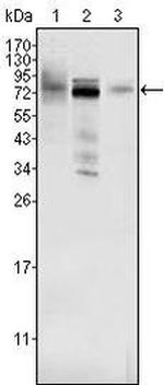 MDMX Antibody in Western Blot (WB)