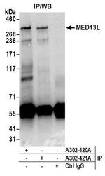 MED13L Antibody in Western Blot (WB)