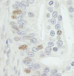 MED18 Antibody in Immunohistochemistry (IHC)