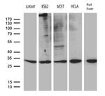 MED19 Antibody in Western Blot (WB)