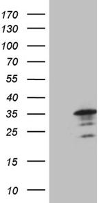 MED19 Antibody in Western Blot (WB)