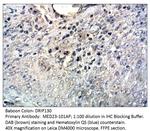 DRIP130 Antibody in Immunohistochemistry (IHC)