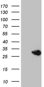 MED28 Antibody in Western Blot (WB)