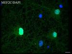 MEF2C Antibody in Immunocytochemistry (ICC/IF)