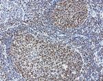 MEF2C Antibody in Immunohistochemistry (Paraffin) (IHC (P))