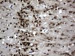 MEF2C Antibody in Immunohistochemistry (Paraffin) (IHC (P))