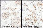 MEF2D Antibody in Immunohistochemistry (IHC)