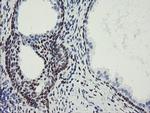 MEIS3 Antibody in Immunohistochemistry (Paraffin) (IHC (P))