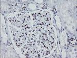 MEIS3 Antibody in Immunohistochemistry (Paraffin) (IHC (P))