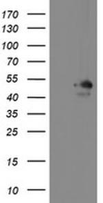 MEIS3 Antibody in Western Blot (WB)