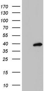 MEOX1 Antibody in Western Blot (WB)