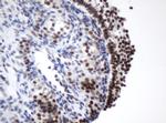 METT10D Antibody in Immunohistochemistry (Paraffin) (IHC (P))