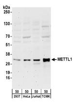 METTL1 Antibody in Western Blot (WB)