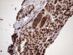 MGC12965 Antibody in Immunohistochemistry (Paraffin) (IHC (P))