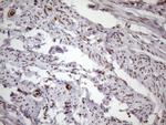 MGC12965 Antibody in Immunohistochemistry (Paraffin) (IHC (P))