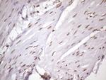 MGC12965 Antibody in Immunohistochemistry (Paraffin) (IHC (P))
